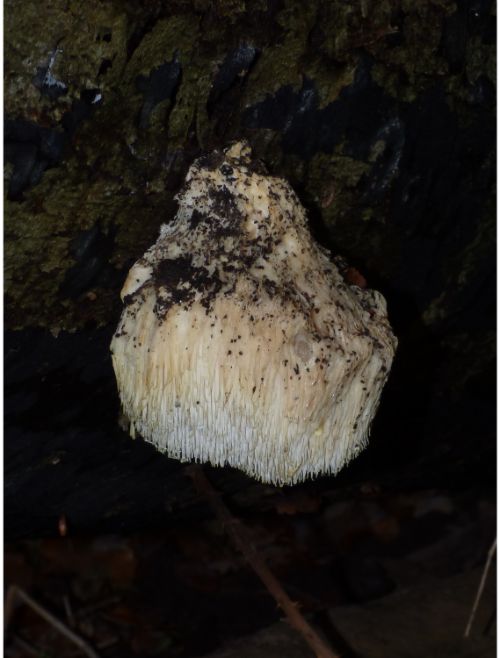 A well-formed mature fruiting body on a shadow stump of English oak in Pitsea, Essex.